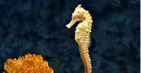 Discover the 10 Largest Seahorses in the World! - A-Z Animals