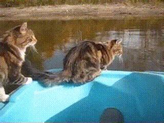 Cat Fails GIF - Find & Share on GIPHY