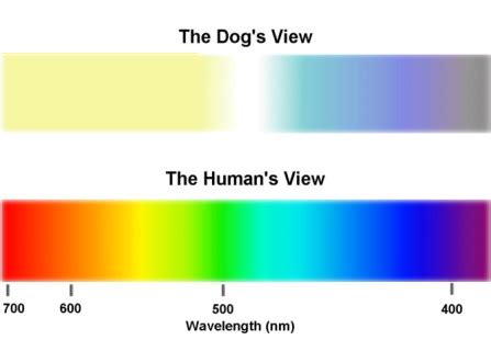 Dr. P's Dog Training: Canine Vision