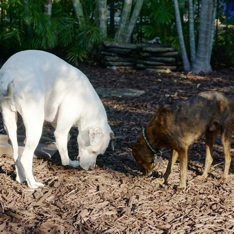 Is Mulch Safe for Dogs to Eat? | The Family Handyman