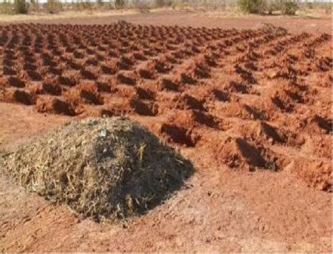 Improved planting pits with manure ready to be applied in the pits ...