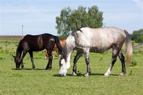 Premium Photo | Horses in the meadow