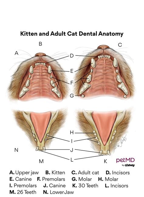 Kitten Teething Guide | PetMD