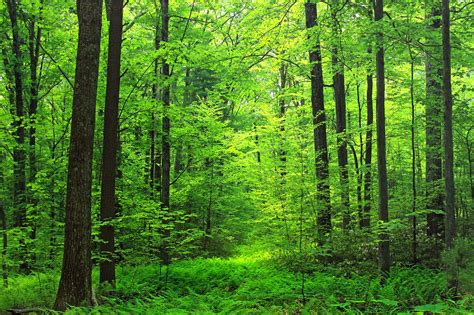 Free Images : tree, path, hiking, trail, meadow, sunlight, rustic ...