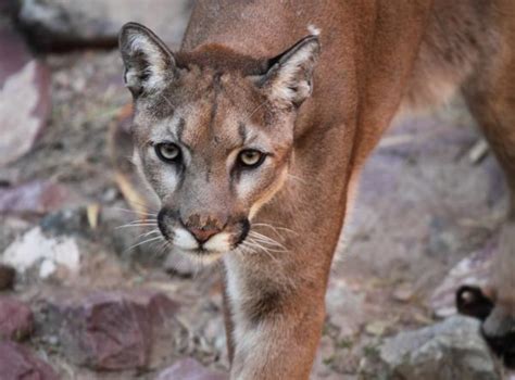 Native Animals of the Sierra Nevada