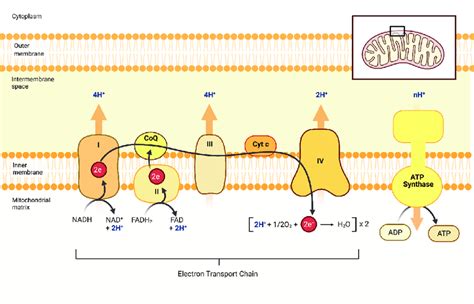 Tren Persona australiana Consciente atp synthase in electron transport ...