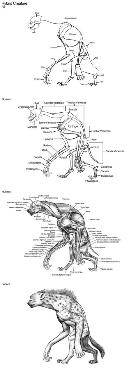 Creature Anatomy - Human Hyena Hybrid by daitengu on DeviantArt