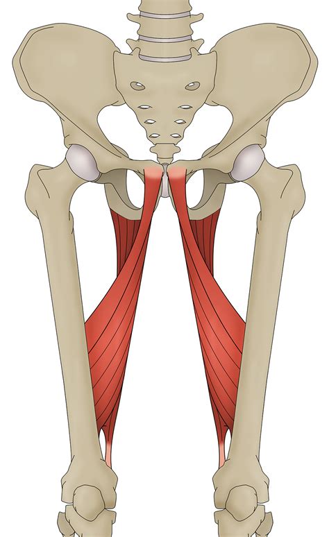 Sports Injury Bulletin - Anatomy - Adductor magnus: tales of tightness