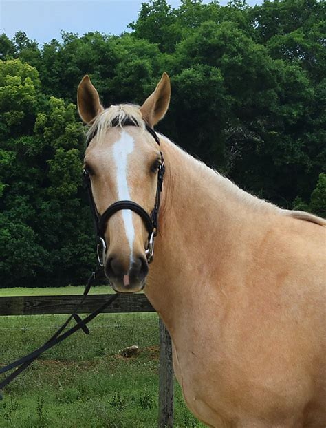 HorseWeb Horses for Sale: Stunning Palomino Lusitano Mare