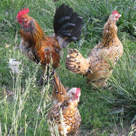 Why Bantam Chickens? | Farmstead Adventures