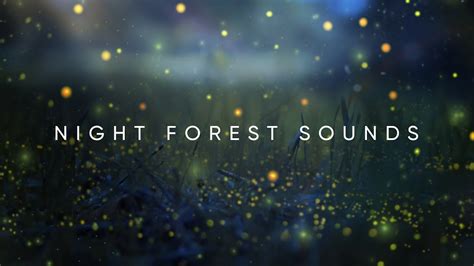 Night forest sounds | Nature sounds, crickets | No music - YouTube