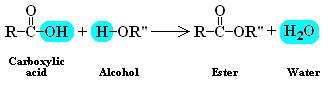 Ester Bond | Definition & Chemical Formula - Lesson | Study.com