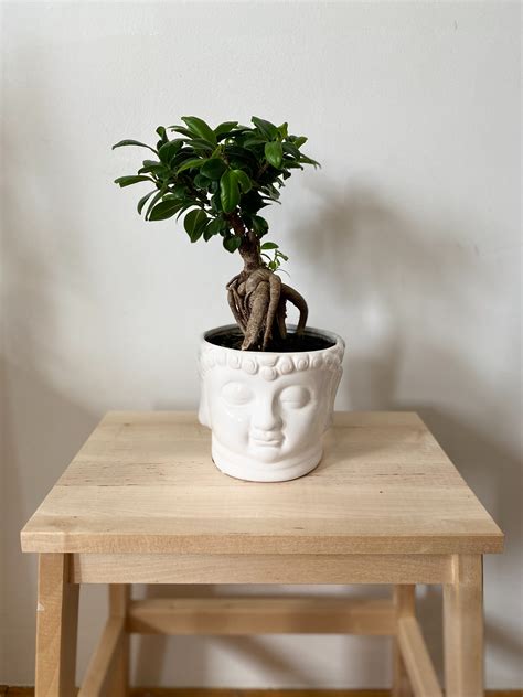 8 Tips to Take Care of Your Indoor Bonsai Tree - Decorology