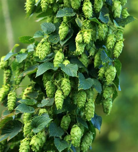 Humulus Lupulus Hops 10 Plant Seeds - Etsy Canada