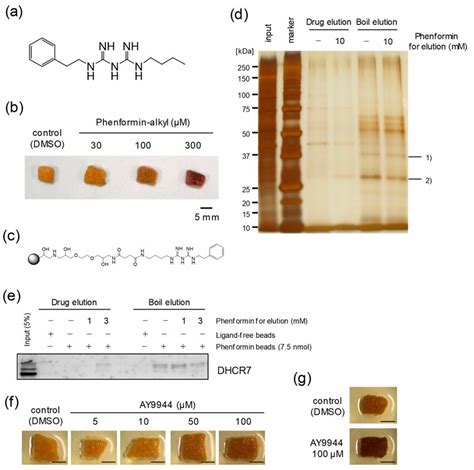 Identification of phenformin-binding proteins. (a) Chemical structure ...