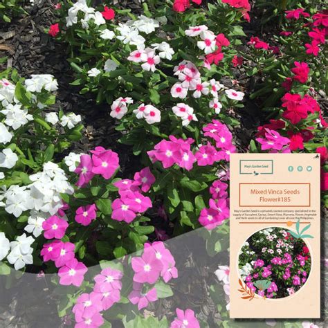 Mixed Vinca Seeds, Flower Seeds#185 | Lazada PH