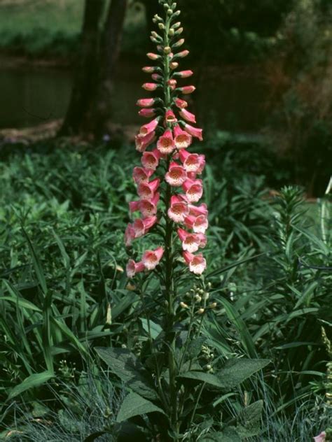 Foxglove Varieties | HGTV