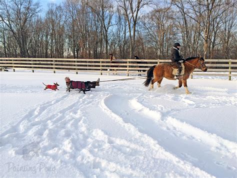 Your Turn: Sledding With Horses | HORSE NATION