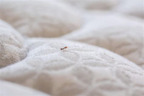 Bed Bug Fumigation | Bed Bug Heat Treatment & Control