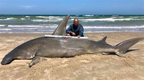 Texas Fisherman Reels in Massive 14-Foot Hammerhead Shark | The Weather ...