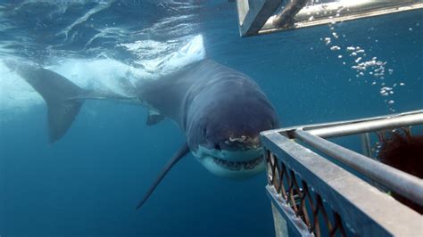 The Great Australian Bight and Great White Shark cage divers