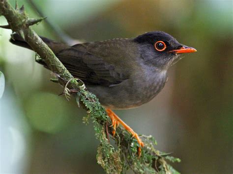 Black Thrush Bird