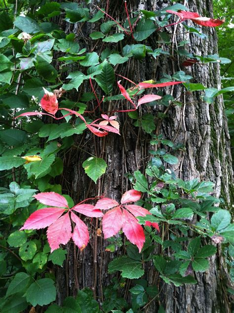 Forest Understory Plants | Trailside Museums and Zoo