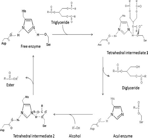 Mechanism of lipase in transesterification. | Download Scientific Diagram