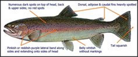 rainbow trout drawing template | External anatomy of the rainbow trout ...