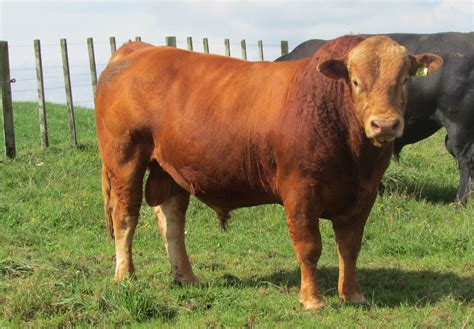 Gelbvieh Cattle Breeders Society of New Zealand; Once an all purpose ...