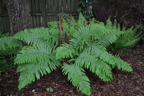 The Beauty of Cinnamon Fern | Gardening in the Panhandle