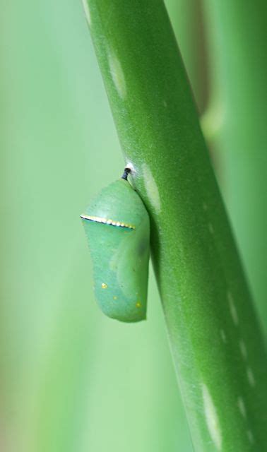 Bug of the Week: Chrysalises – Growing With Science Blog