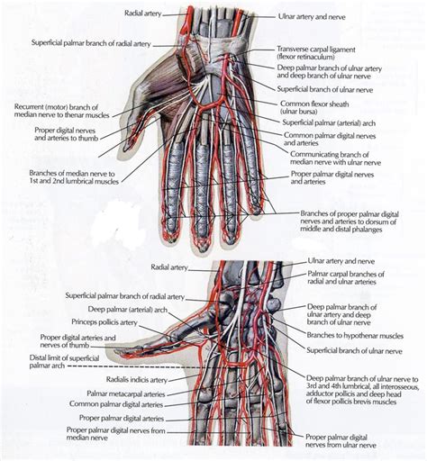 Anatomy of the Hand | Team Bone