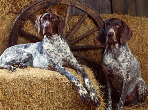 Top 10 Best Hunting Dogs – TopTeny Magazine