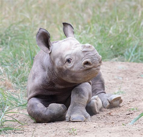 Baby's Day Out: Video Of Baby Rhino Having 'Zoomies' Goes Viral ...