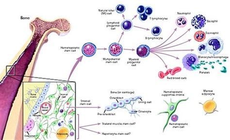 Cell Differentiation - Process, Specification/Determination and ...