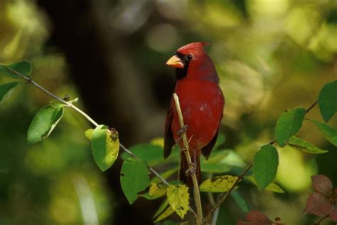 Temperate Deciduous Forests - NatureWorks