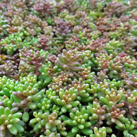 Sedum album - Sedum (Stonecrop)