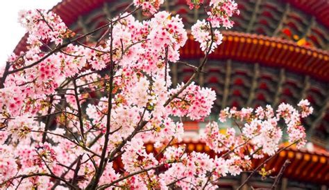 A Spring Guide to Taiwan Cherry Blossoms This 2019