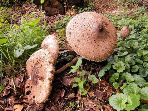 What is Mushroom Compost ? Complete Guide & its Benefits