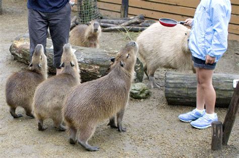 Capybaras are getting big in Japan