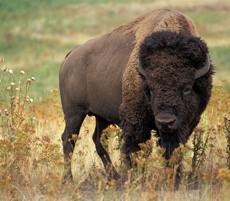 Войти | Tiere wild, Amerikanischer bison, Indianer nordamerikas