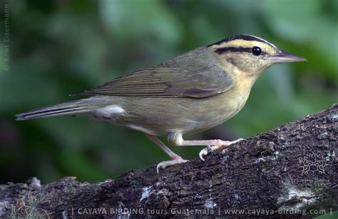 Worm-eating Warbler (Helmitheros vermivorum)