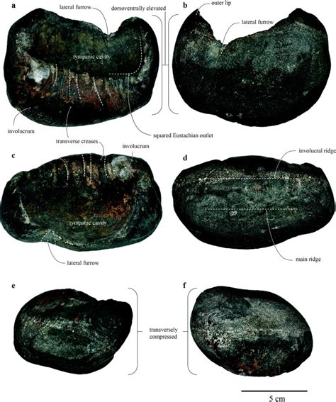 Right Whale Fossil - Remnants of the Taiwan Ice Age | iestory