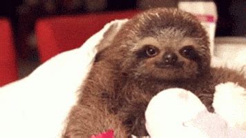 Baby Sloth GIFs - Find & Share on GIPHY