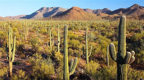 Newsela | Diverse scenery and dry heat is luring people to Sonoran Desert