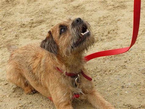 Border Terrier Training