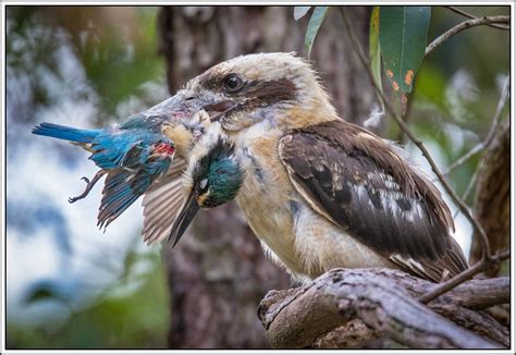 Injured Kingfisher | BIRDS in BACKYARDS