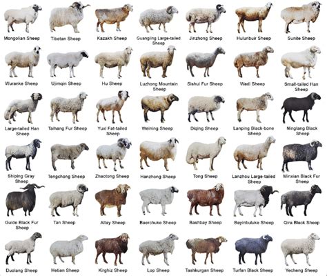 Phenotype variation in sheep breeds. A representative example of ...