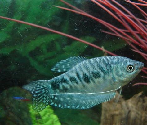 Tips for Breeding Gouramis in the Home Aquarium